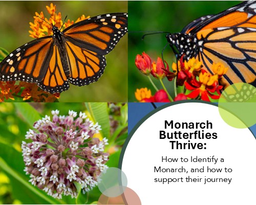 Monarch Butterflies Thrive: How to Identify a Monarch, and how to support their journey